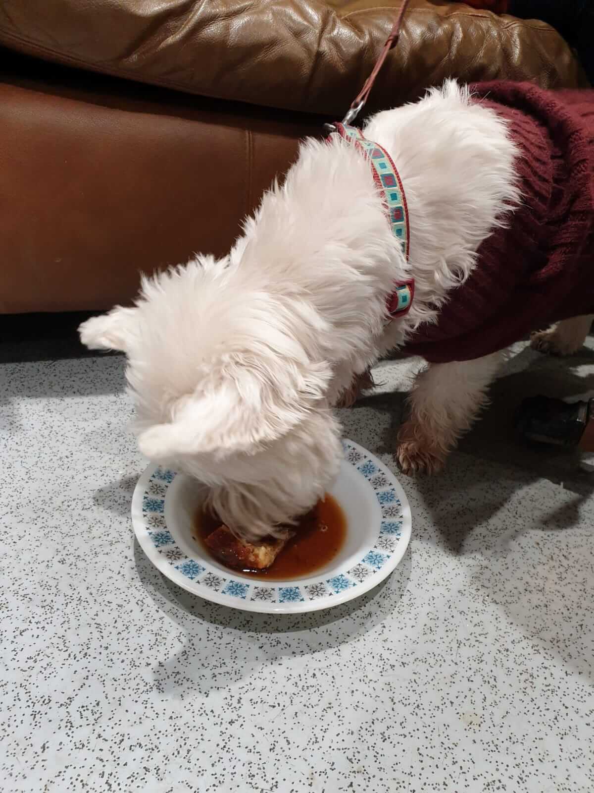 Dog Christmas Dinner - Cambridge