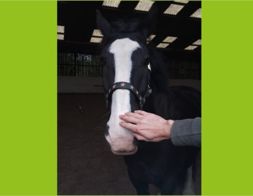 Horse Therapy: a new opportunity to heal and grow