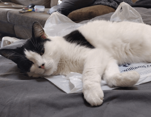 Pawsitively precious: Meet Emma, the community cat of Emmaus Leeds