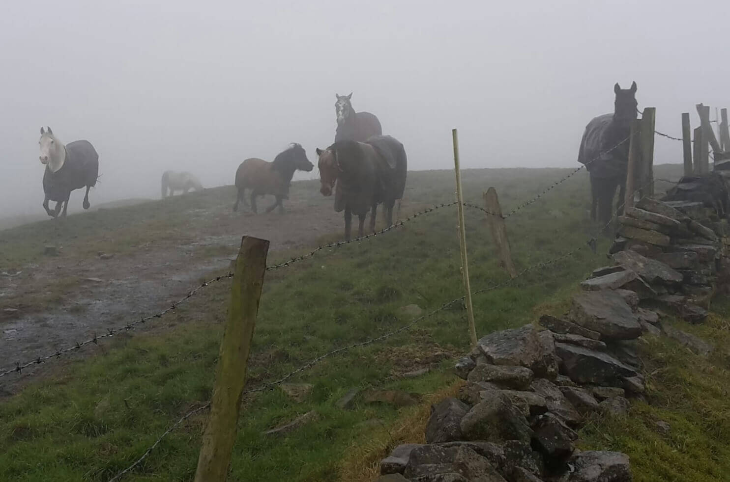 Hartshead Pike horses