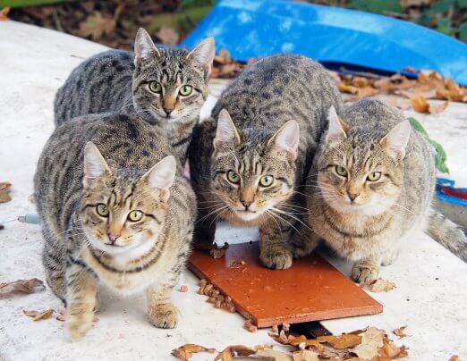 Five homeless kittens