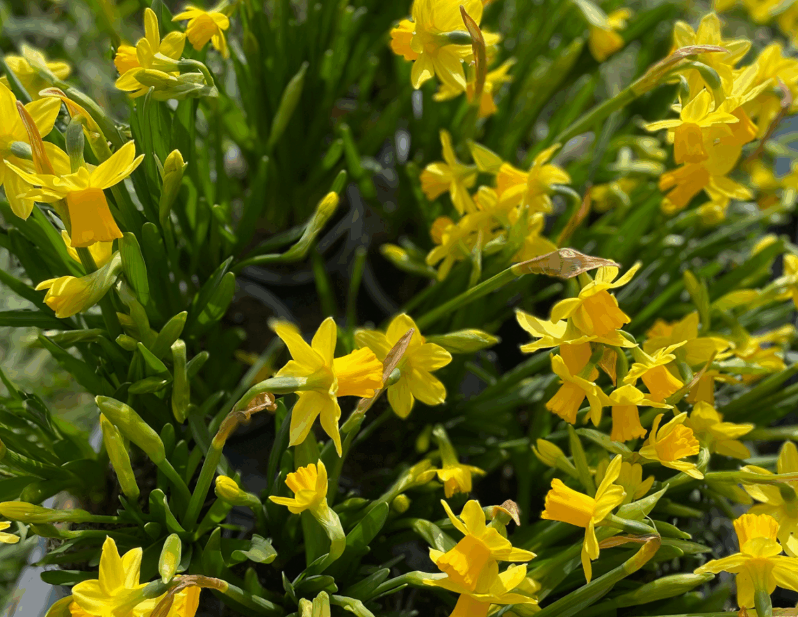 Join us at the Sussex Emmaus Spring Fair